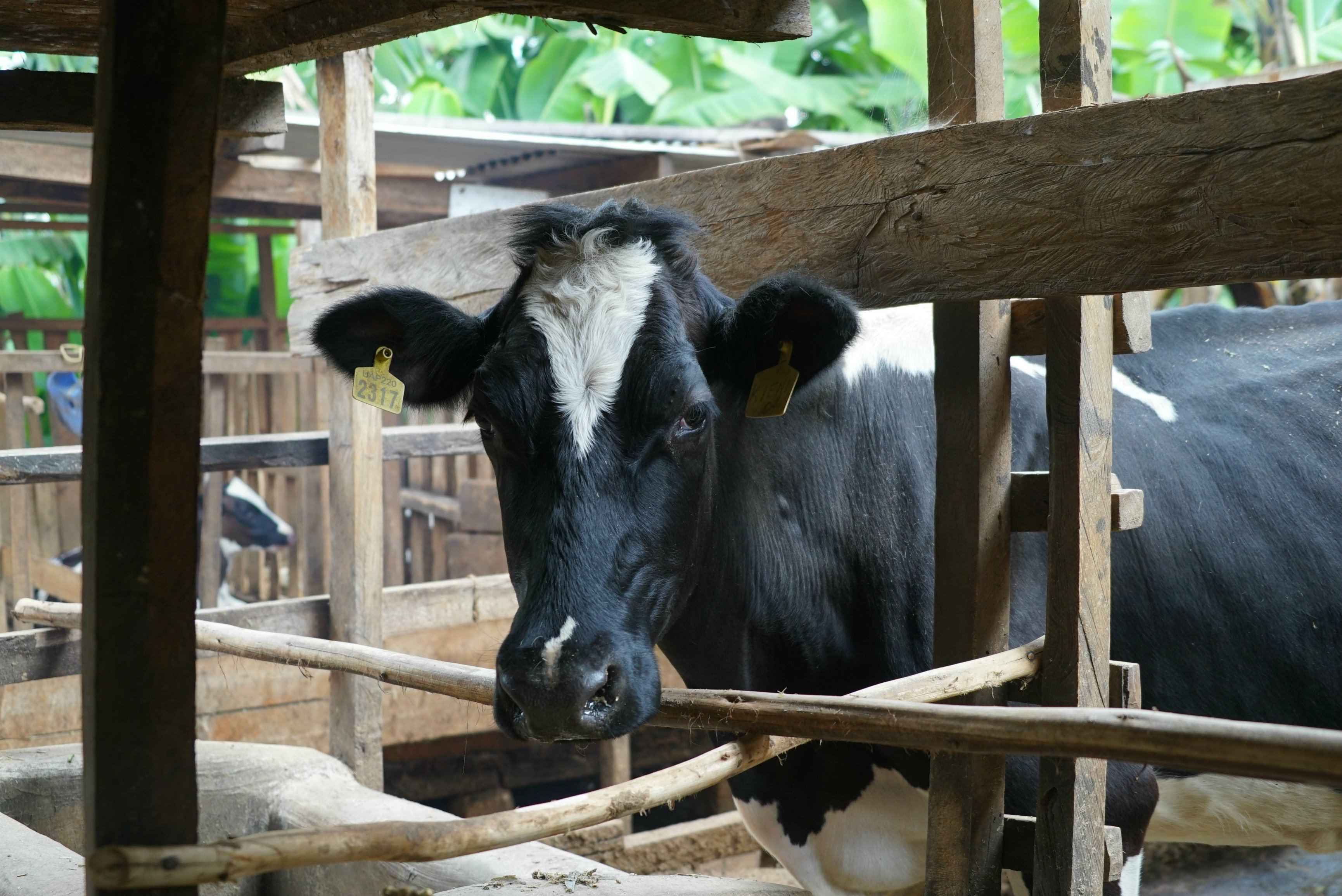 Dairy cow